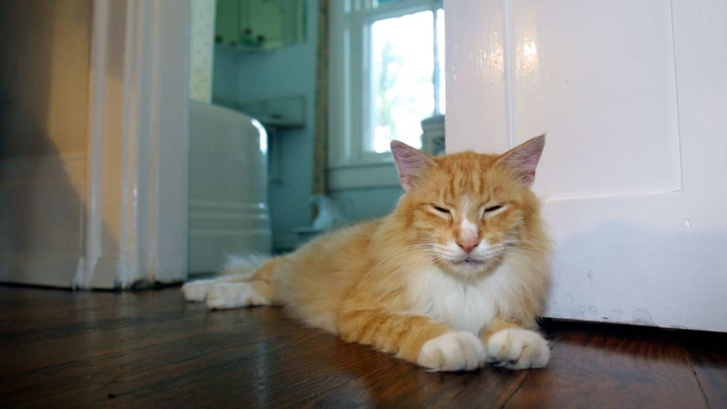 11 Facts About Hemingway's Cats