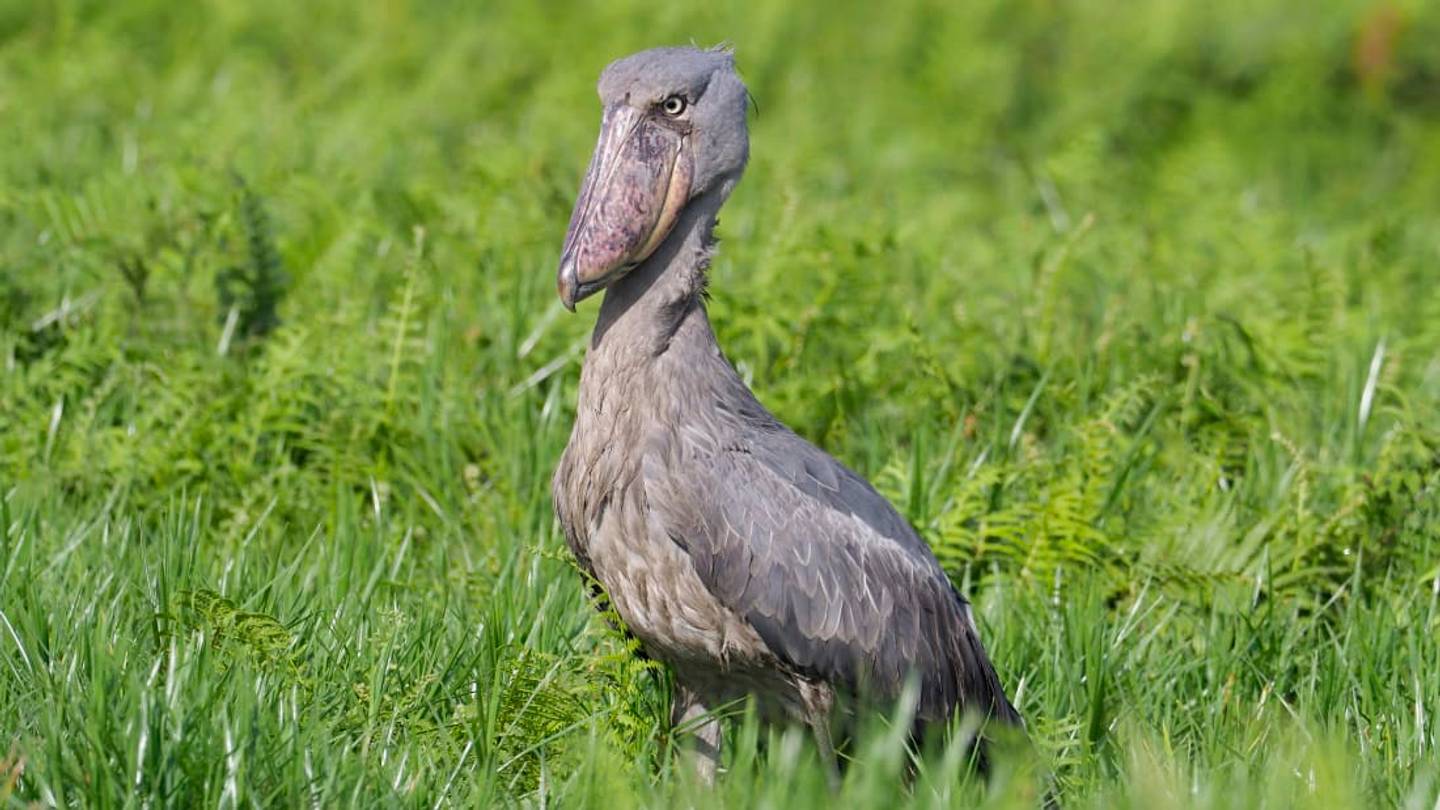 10 Surprising Facts About Shoebill Storks
