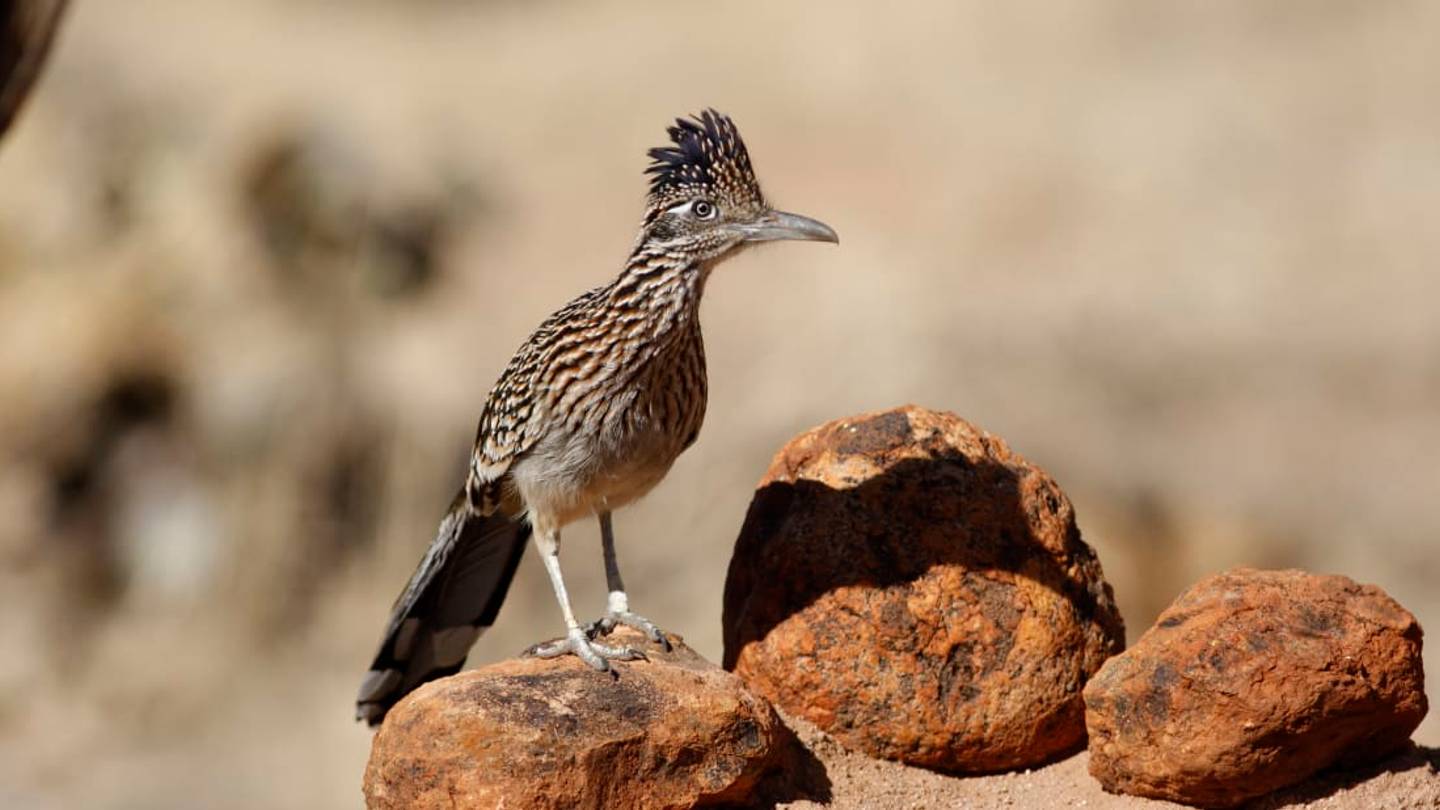 10 Quick Facts About Roadrunners