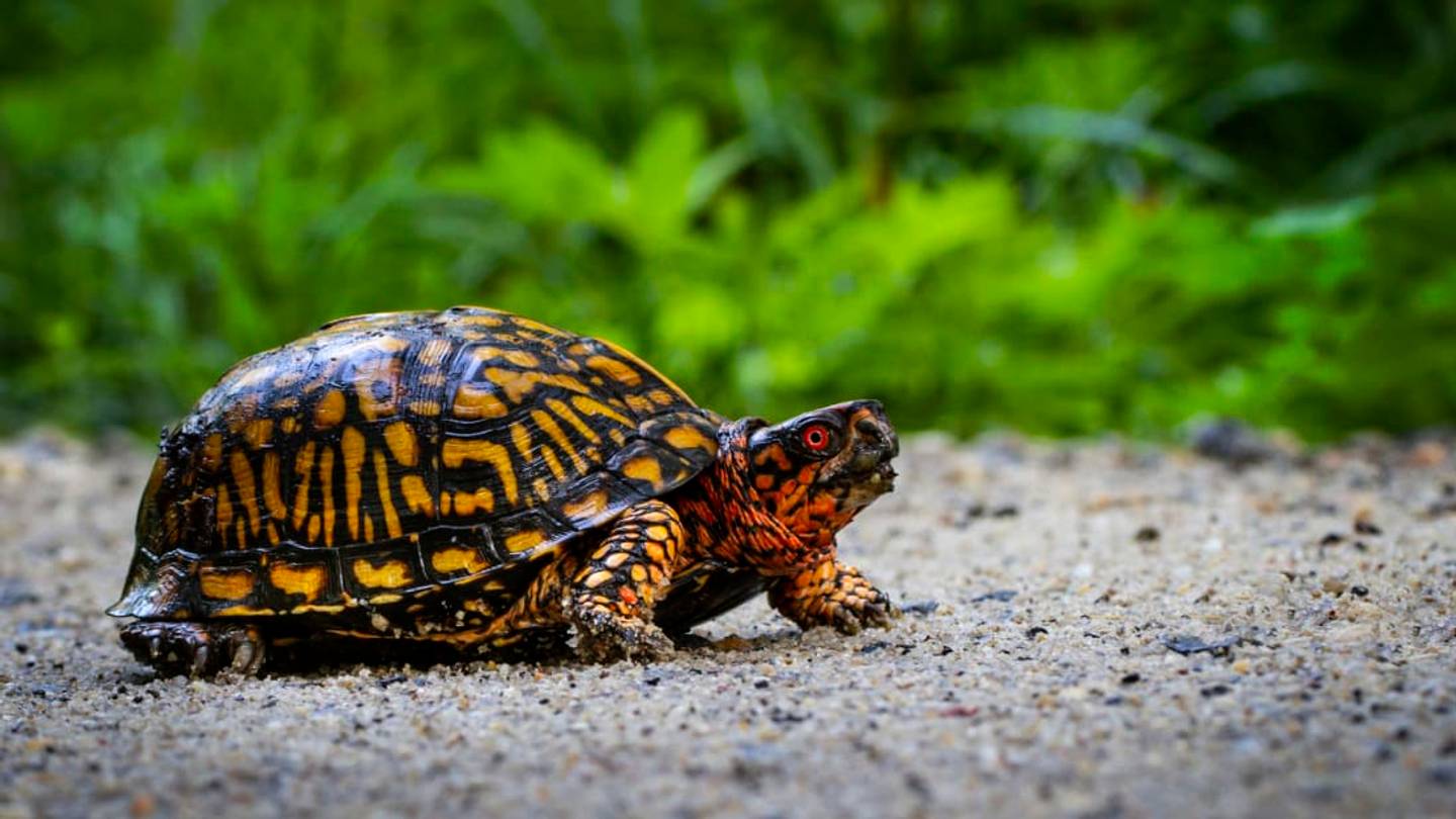 An Underpass for Turtles in Wisconsin Is Saving Dozens of the Little Guysâ Lives