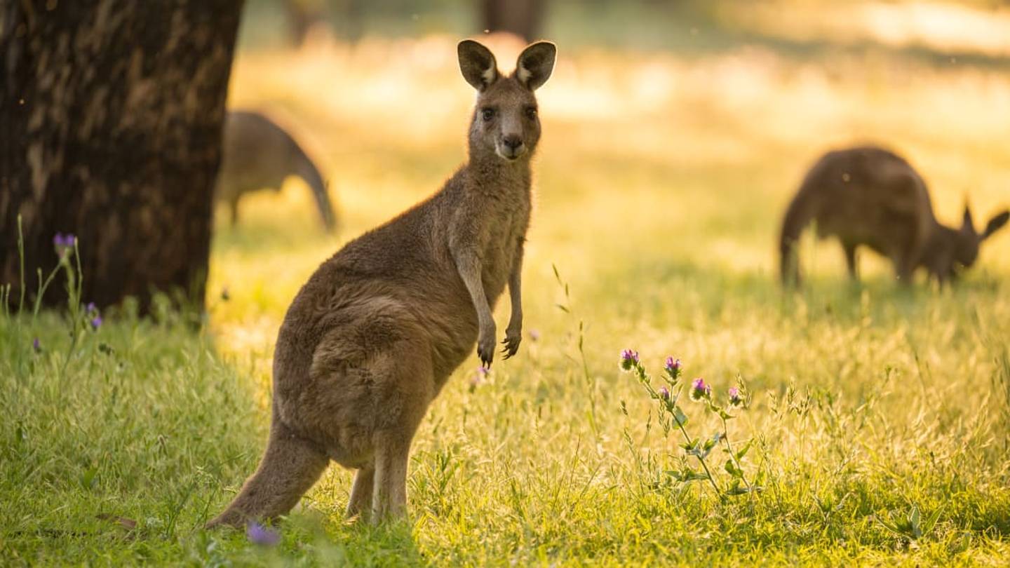 Hundreds of Kangaroos Roam the Green at This Australian Golf Course