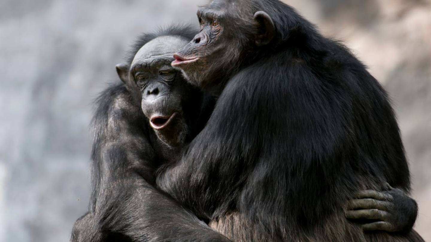 Chimpanzees Bond by Watching Movies Together, Too