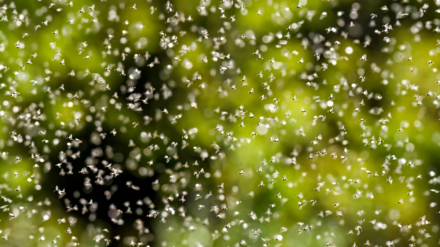 England Is Being Invaded By a Swarm of Flying Ants That Can Be Seen From Space