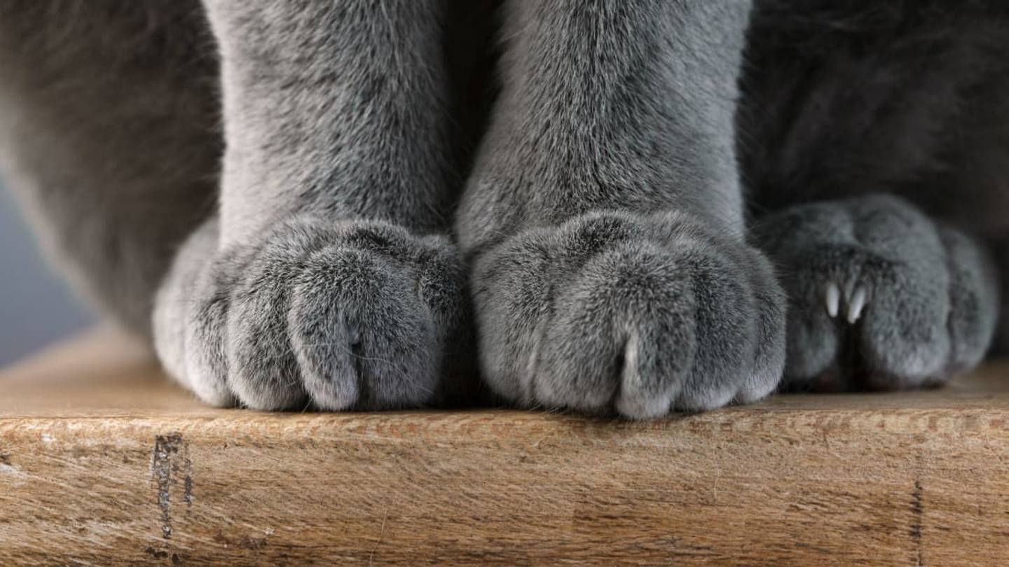 Declawing Cats Could Soon Be Illegal in Massachusetts