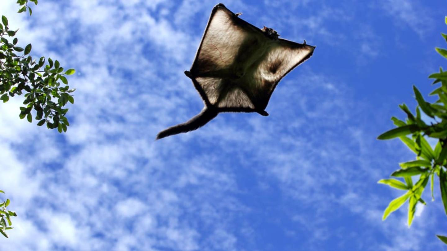 Humongous, Chihuahua-Sized Species of Flying Squirrel Has Been Discovered in China