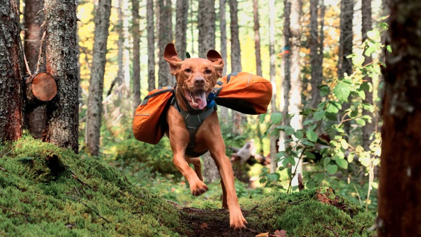 Shelter Dogs Are Being Trained to Protect Wildlifeâby Sniffing Poop