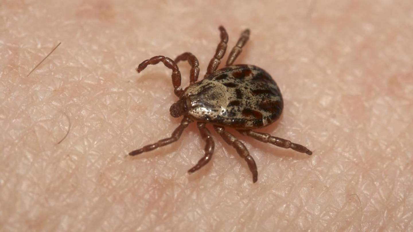 Reality Bites: A Humongous Tick That Chases Its Prey Has Been Found in the Netherlands