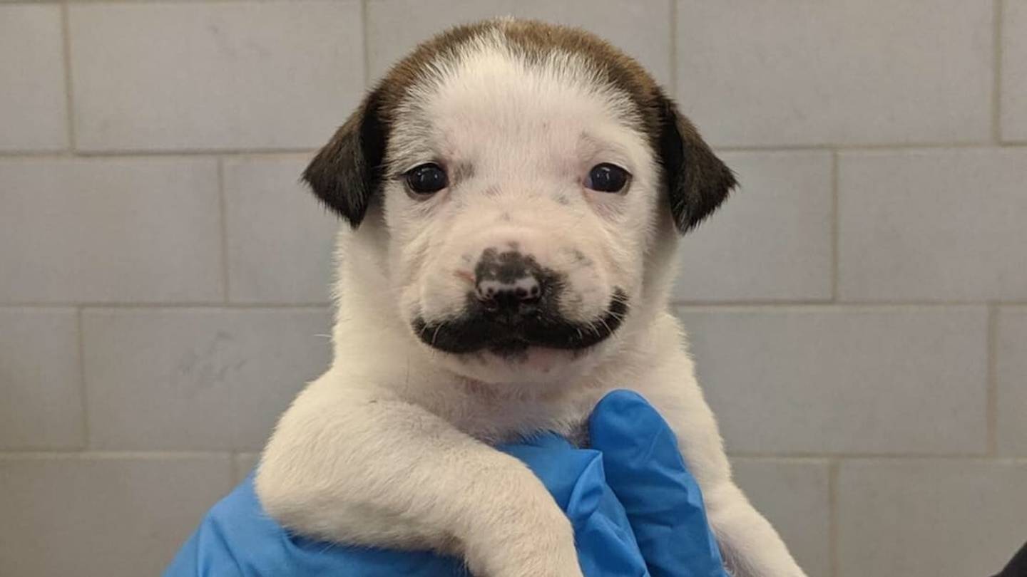 Salvador Dolly, an Adorableâand AdoptableâPuppy With a Daliesque Fur Mustache, Is the Internetâs Newest Dog Sensation