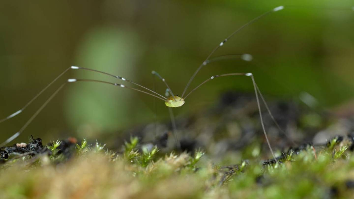 16 Fascinating Facts About Daddy Longlegs