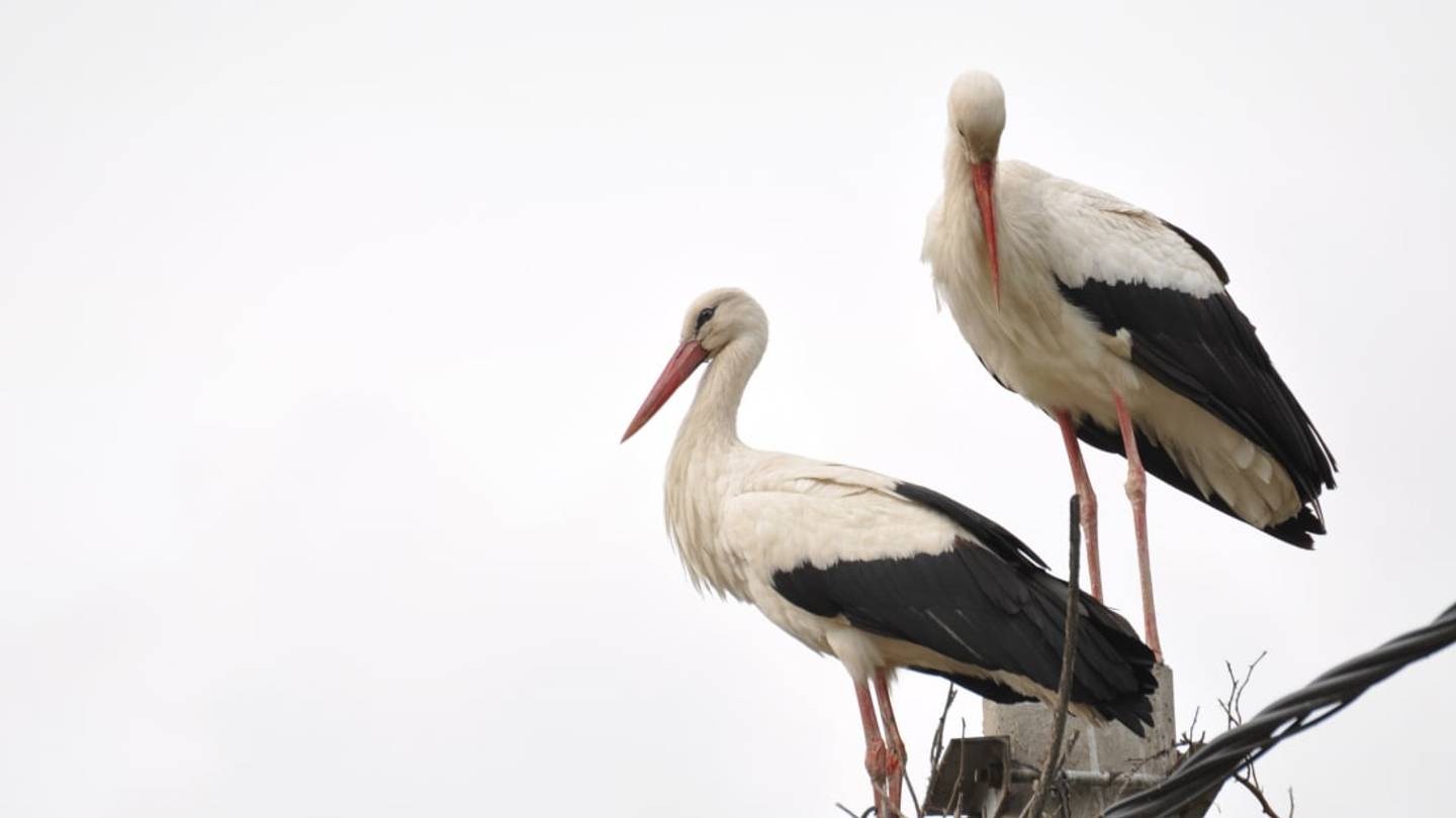 Meet Klepetan: The Stork Who Flies 8000 Miles From South Africa to Croatia Each Year to Visit His Love