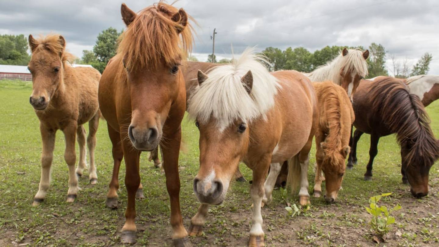 Therapy Ponies Are Bringing âComfort and Joyâ to Dementia Patients