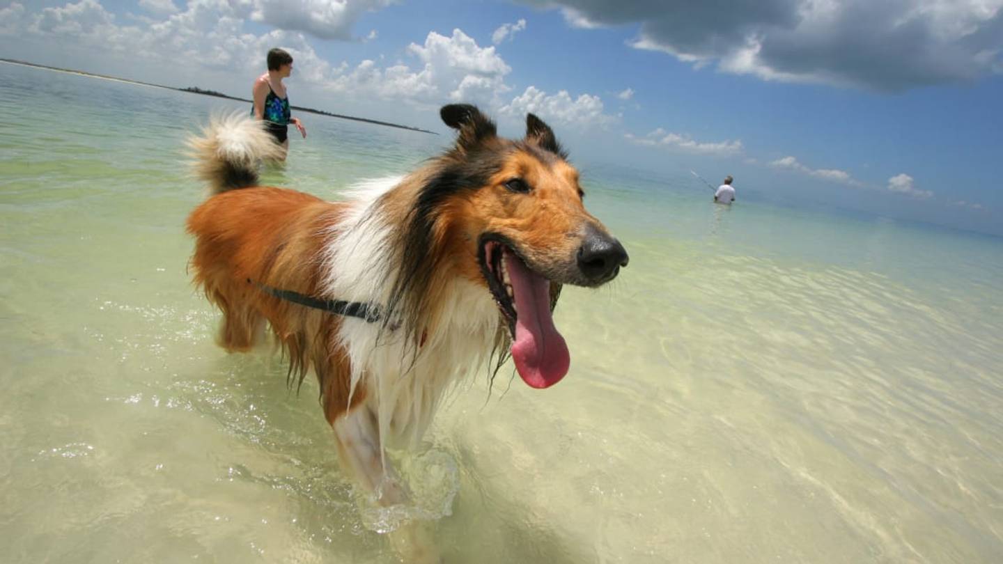 The 25 Most Pet-Friendly Cities in America