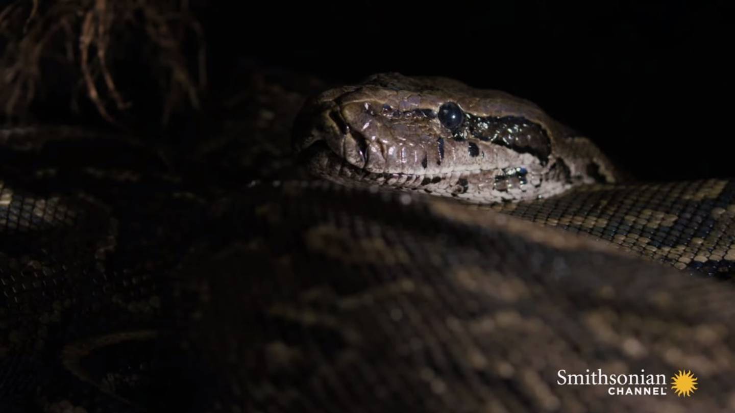 Watch a 70-Pound Python Queen Lay an Enormous Clutch of Eggs