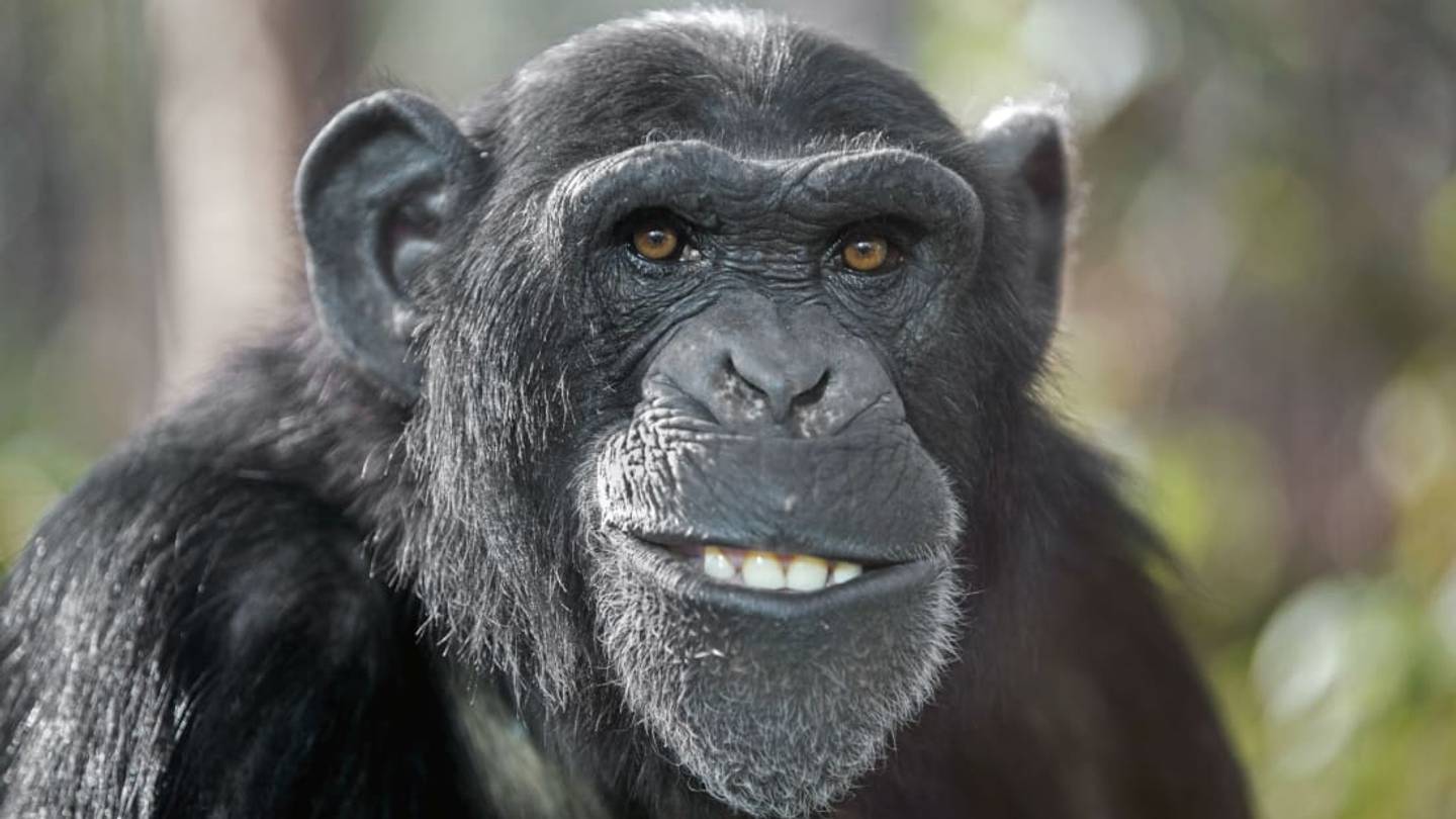Why Do Chimpanzees Throw Poop?