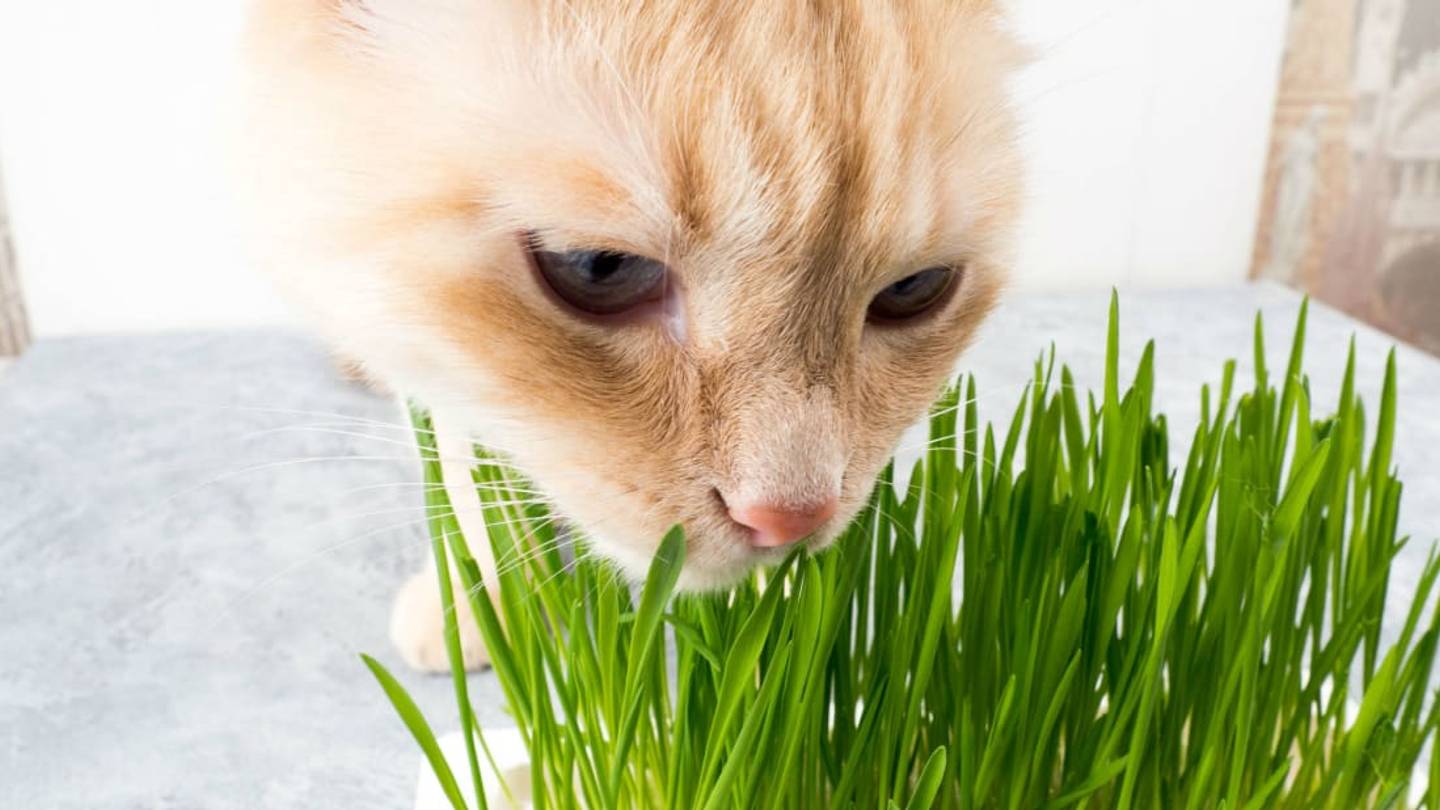 Why Do Cats Eat Grass? Scientists Might Have Figured It Out