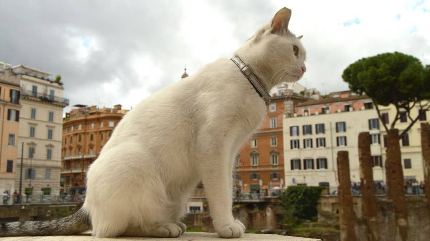 The Cat Sanctuary That Sits Near the Ancient Roman Site Where Julius Caesar Was Murdered