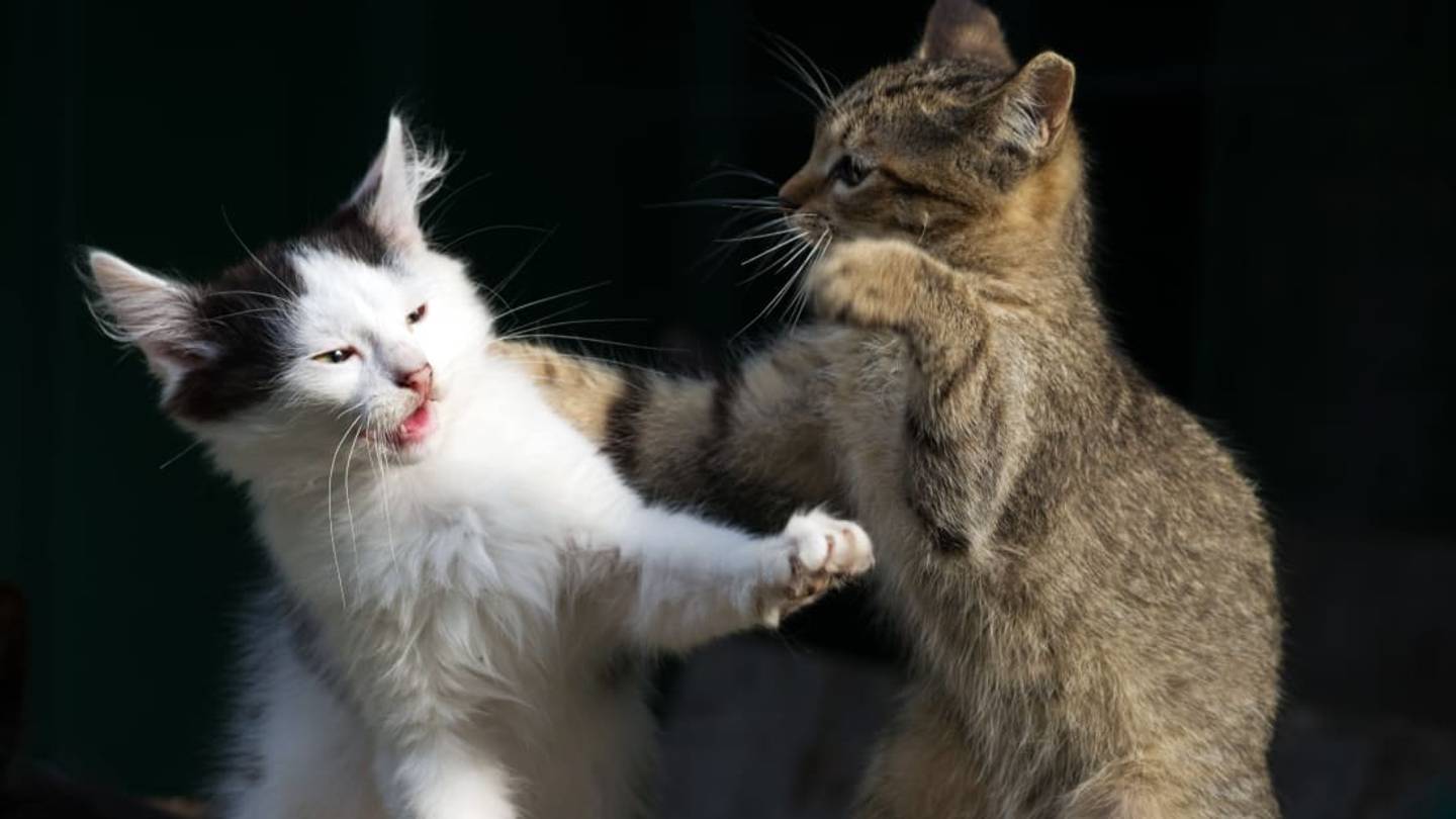 This Caturday, Watch Two Kitties Duke It Out in the Worldâs Oldest Cat 'Video'
