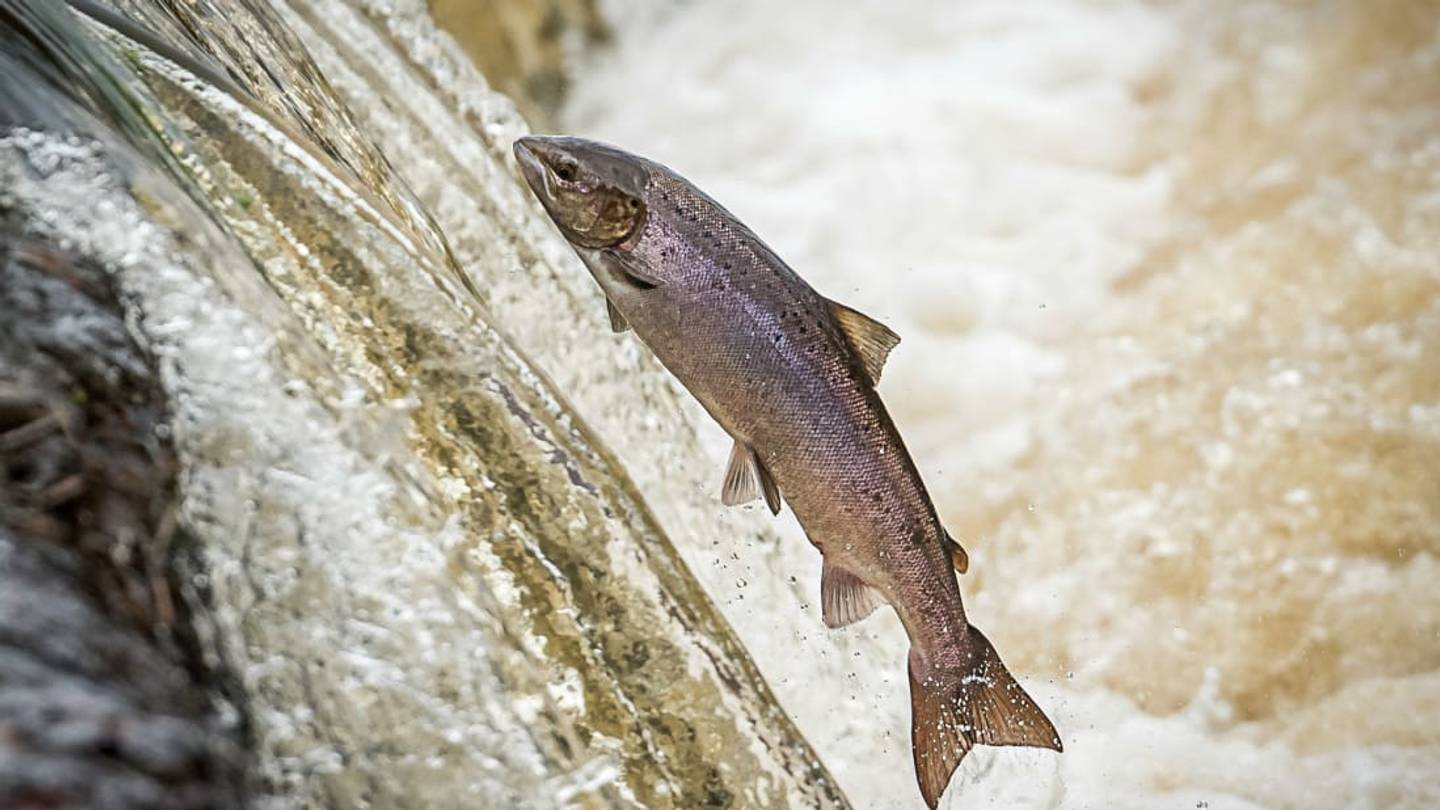 Fish Tube: How the 'Salmon Cannon' Works and Why It's Important