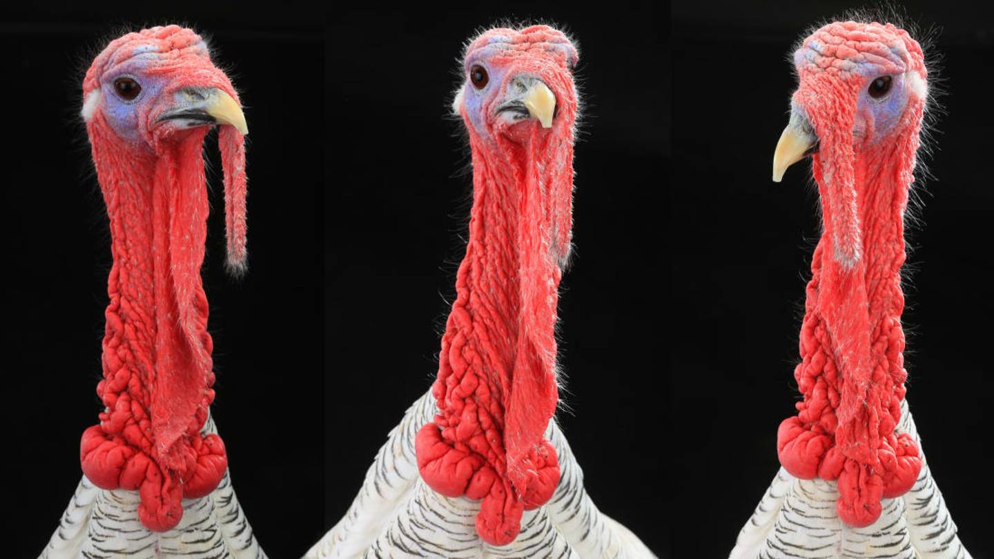 10 Turkey Myths, Debunked