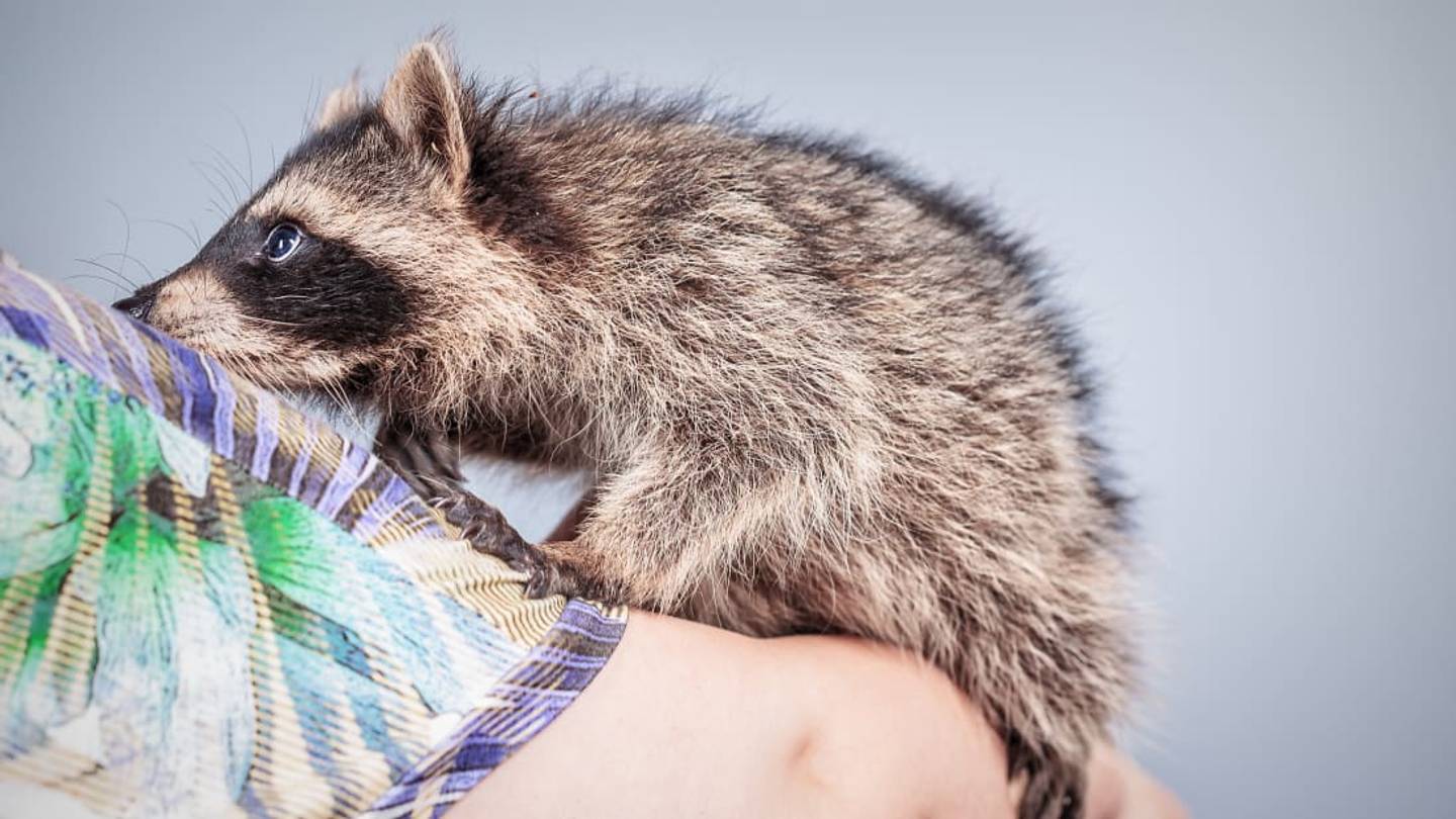 Snuggle a Raccoon While You Sip Your Coffee at Ukraineâs Raccoon Cafe