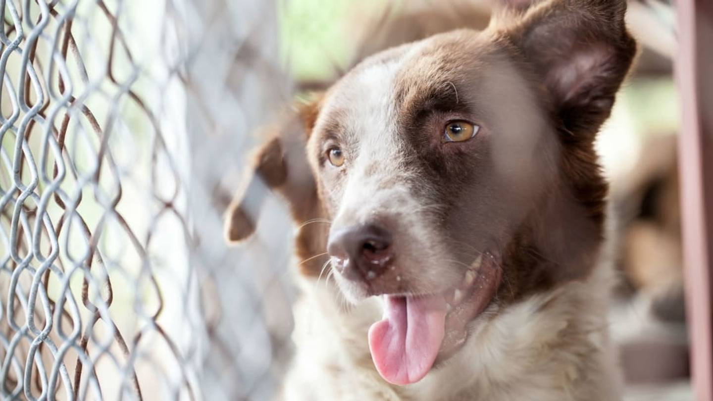 Euthanasia Rates in Animal Shelters Are PlummetingâHere's Why