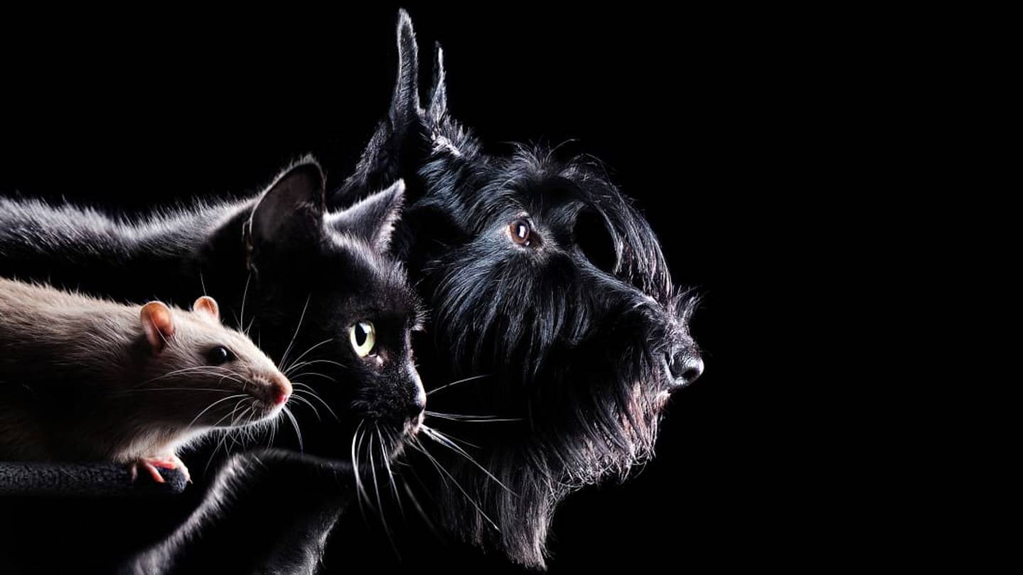 20 of the Animal Kingdom's Most Surprising Friendships