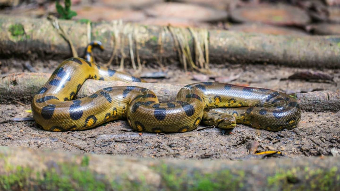 10 Big Facts About Anacondas
