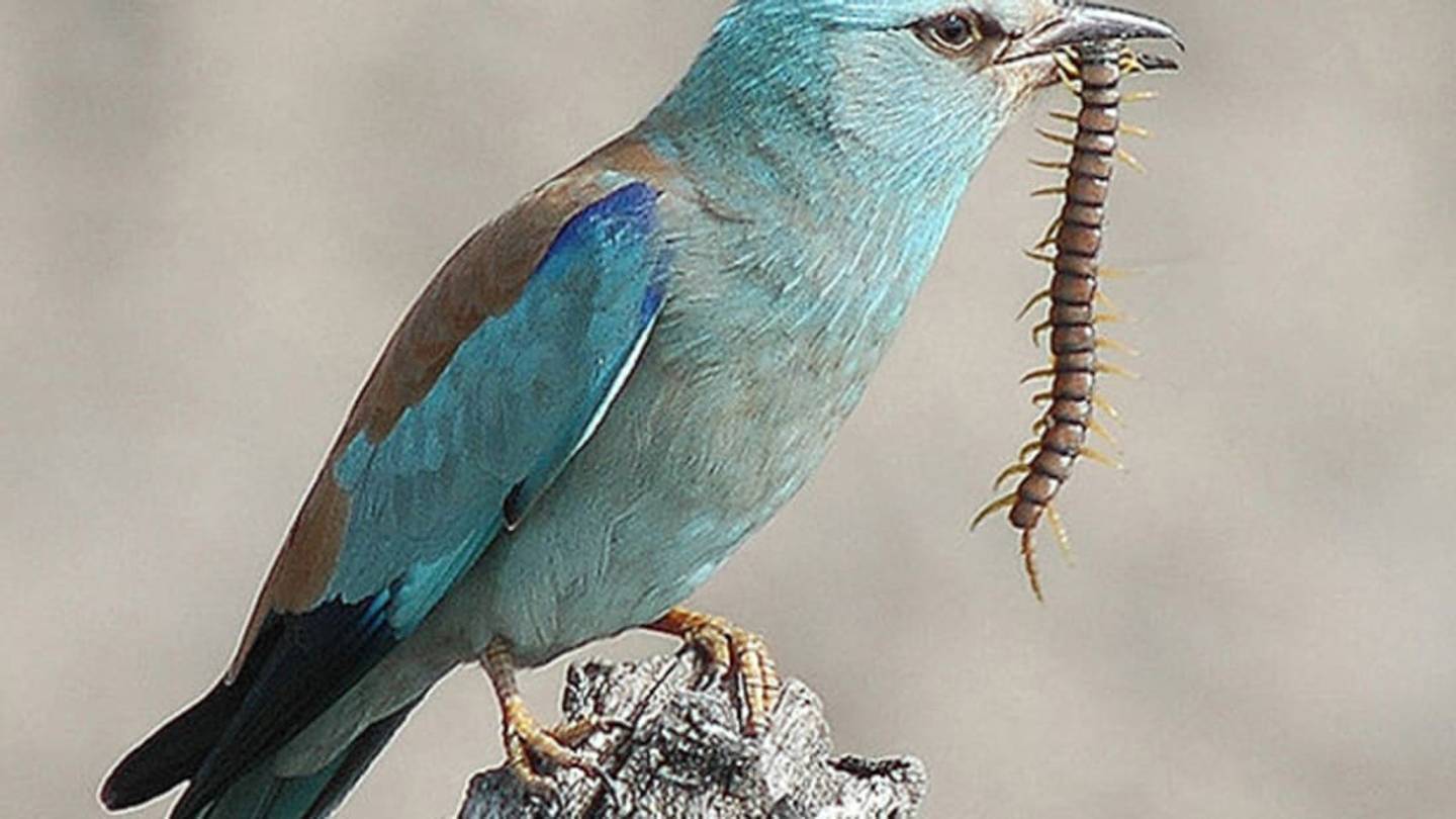 These Baby Birds Puke on Predators with Third-Hand Weapons