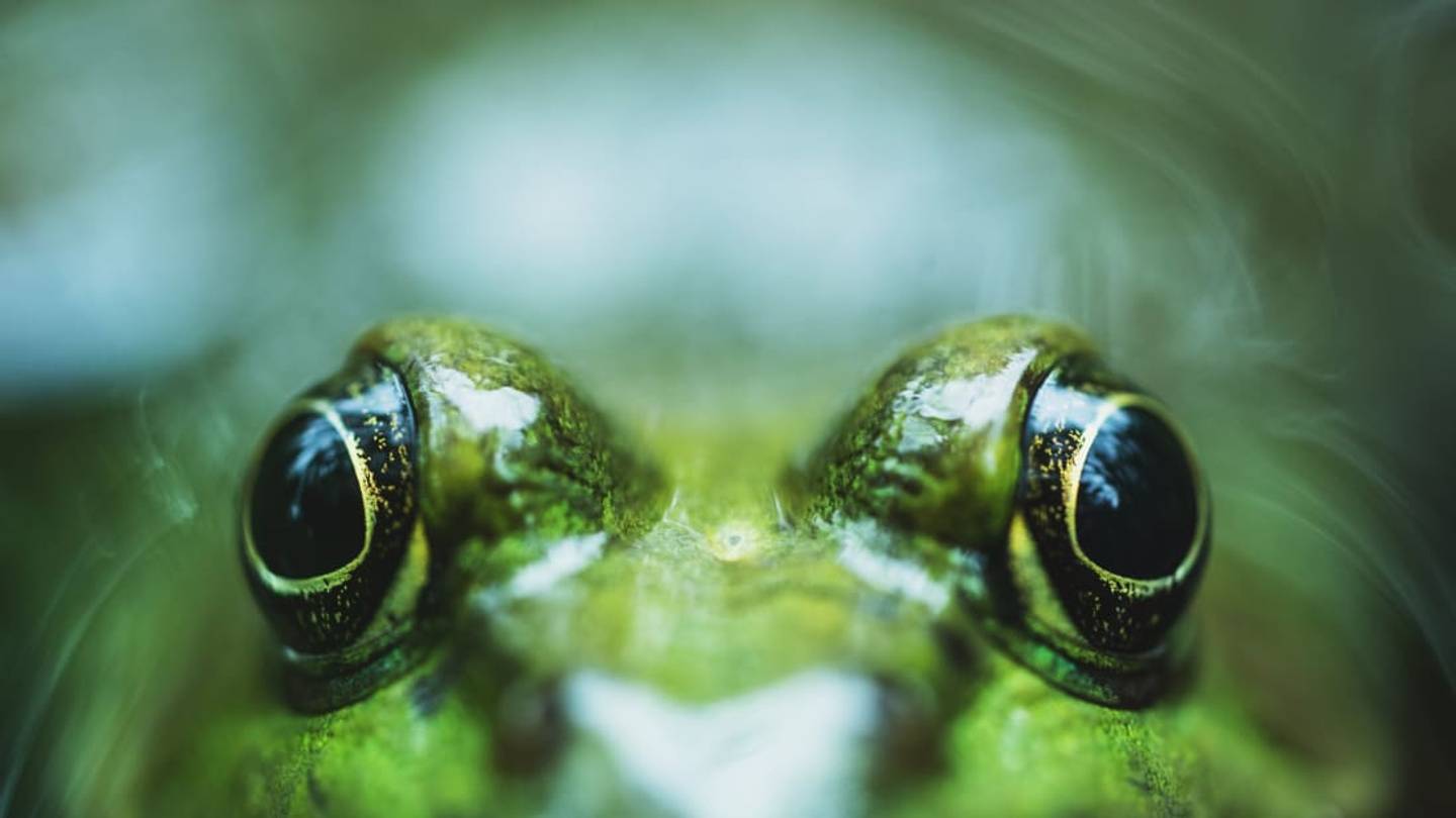 5 Freaky and Fascinating Frogs