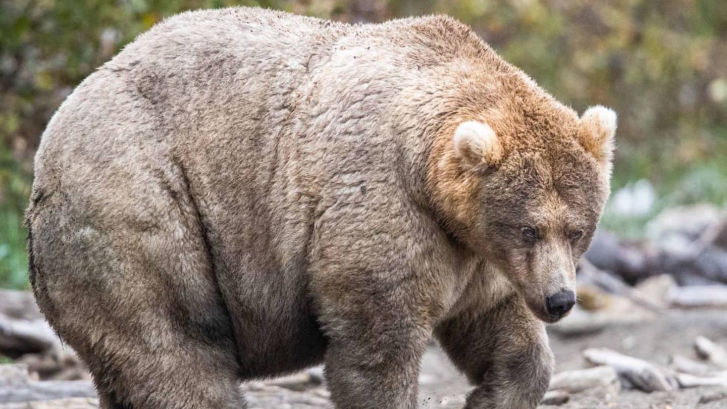 Meet Holly: The Winner of Alaska's âFat Bear Weekâ Competition at Katmai National Park