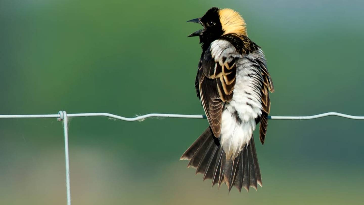 32 Animals Named After the Noises They Make
