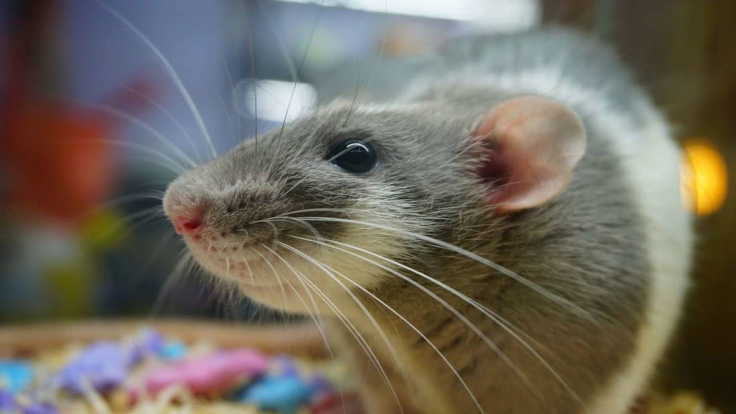 The Fast and the Furry-ous: Watch Rats Drive Tiny Cars in the Name of Science
