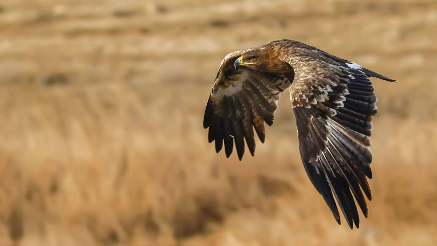 Not Free, Bird: Russian Researchers Were Bankrupted by Their Tagged Eaglesâ Roaming Charges