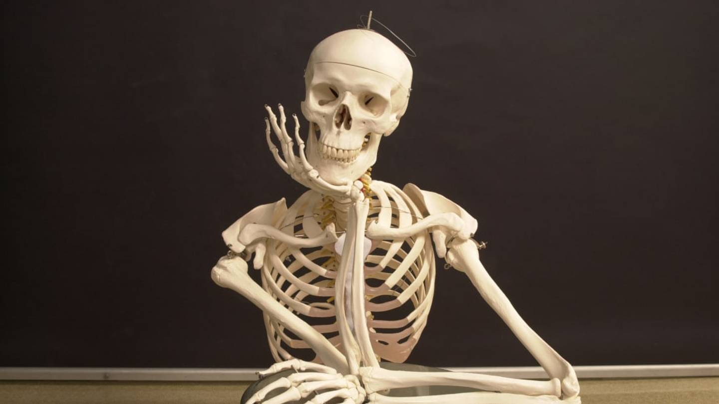 Why Donât Bugs Eat Peopleâs Bones?