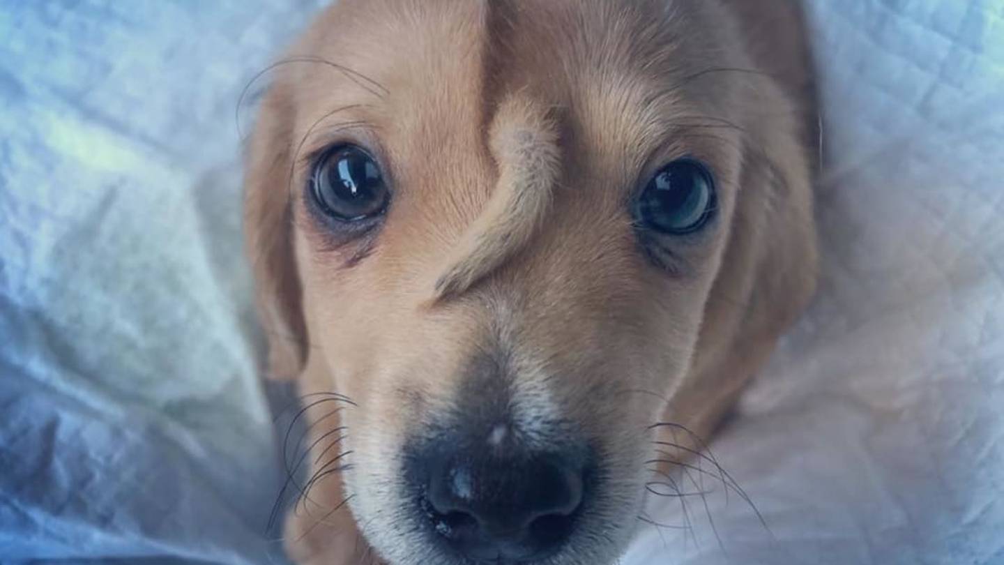 This "Unicorn" Puppy With a Tail Growing Out of His Head Was AbandonedâNow He's Going Viral