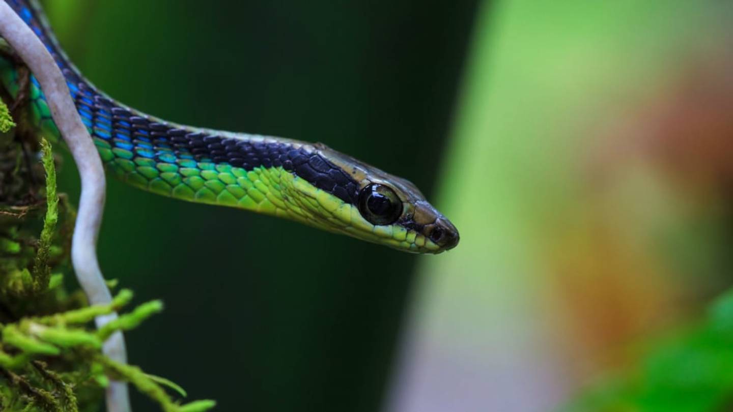Sssspectacular: Tree Snakes in Australia Can Actually Jump