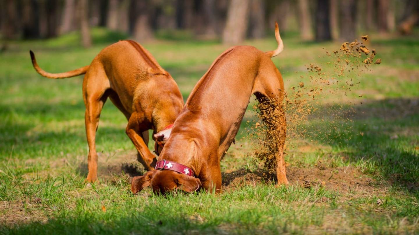 Why Do Dogs Kick Their Feet After They Poop?
