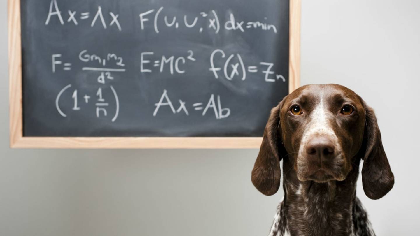 Science Finds a Better Way to Calculate 'Dog Years'