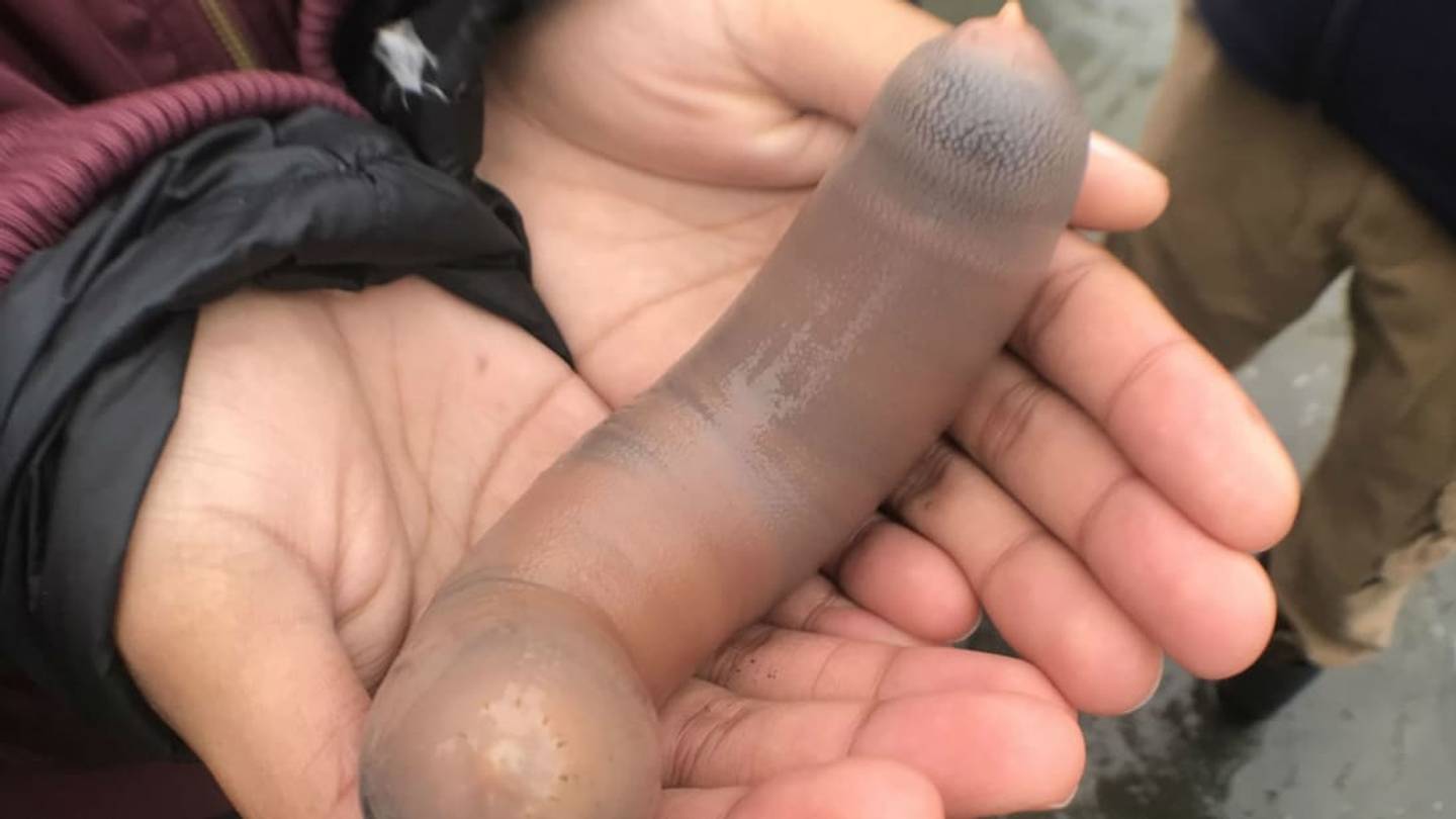 Why Thousands of 'Penis Fish' Washed Up on a California Beach