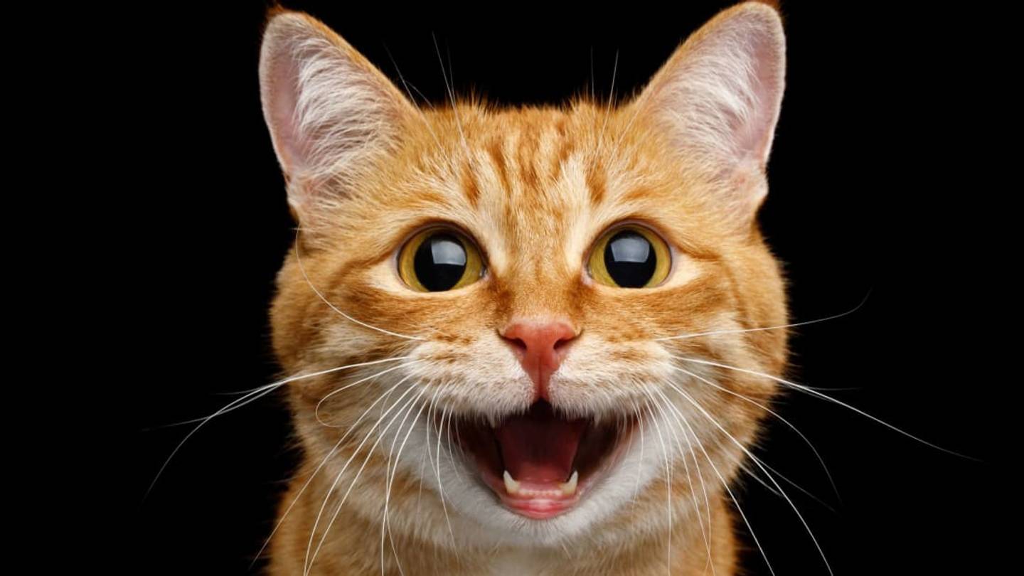 You Can Now Turn Your Catâs Adorable Face Into a Slightly Terrifying Wearable Mask