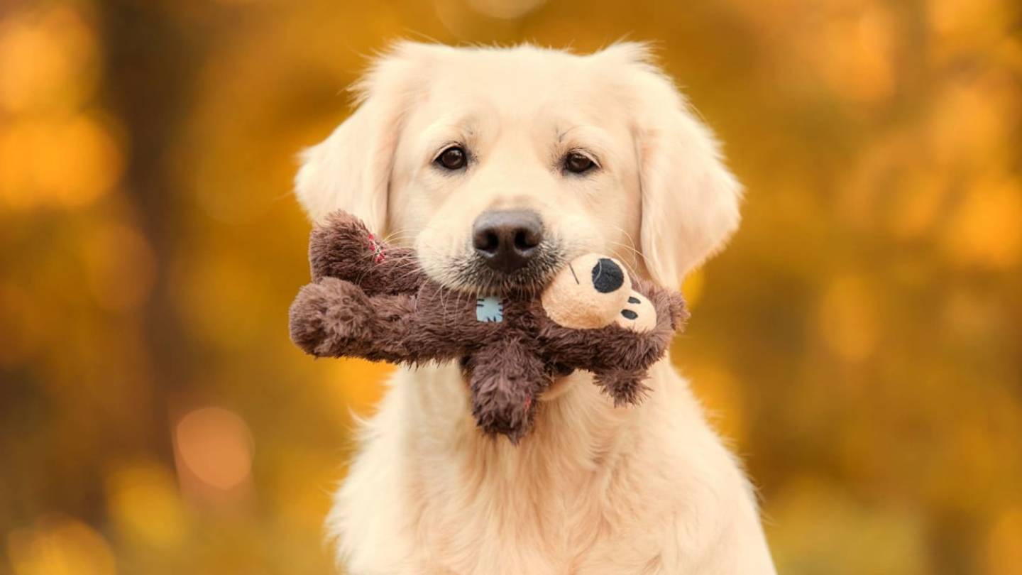 Good Boy No More: Police Therapy Dog Steals Toys From a Charity Donation Bin