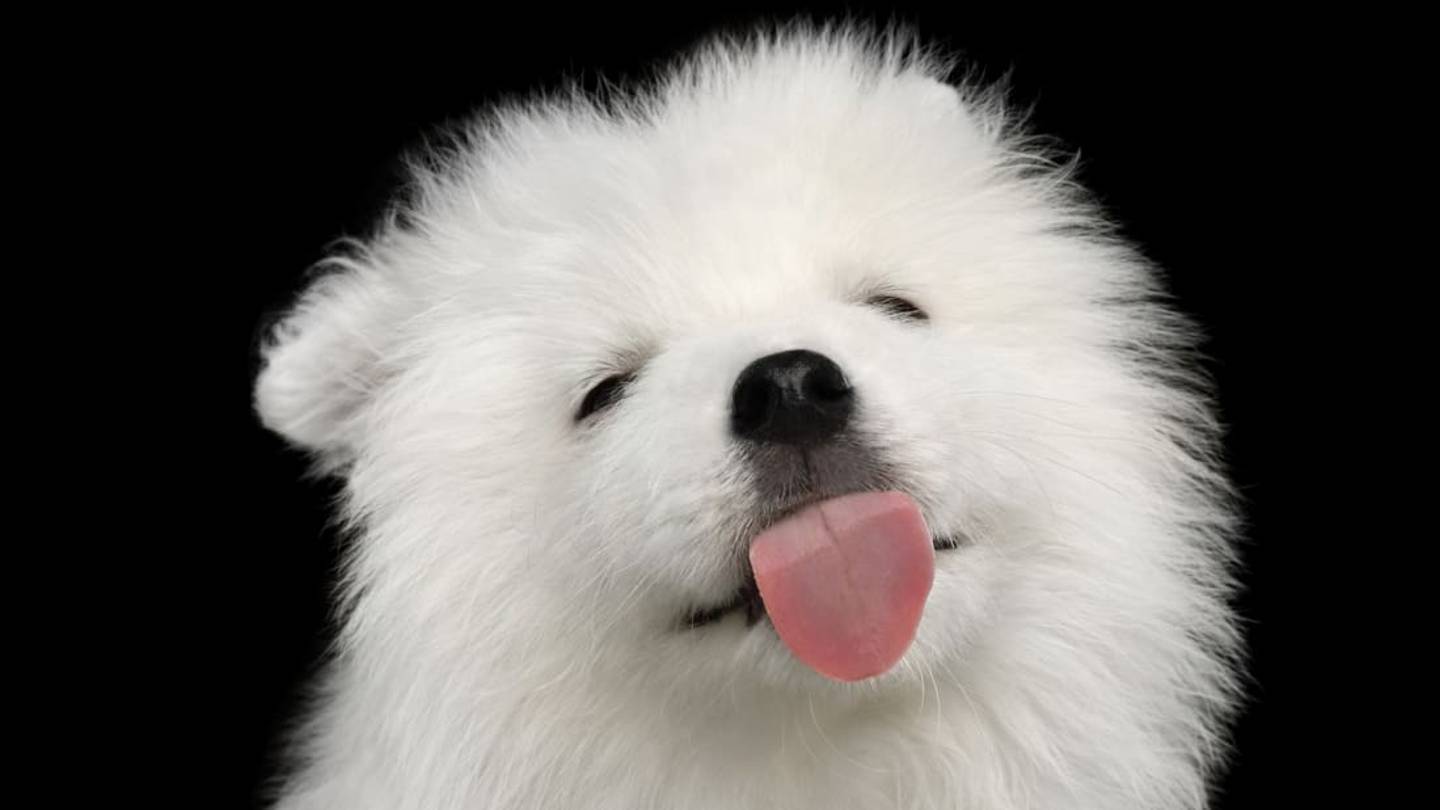 Surprising Answers for 15 Questions About Your Dog