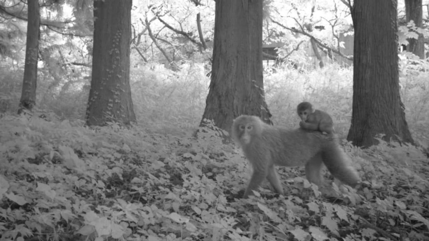 Move Over, Chernobyl Puppies: The Fukushima Nuclear Disaster Site Has a Vibrant Wildlife Scene, Too