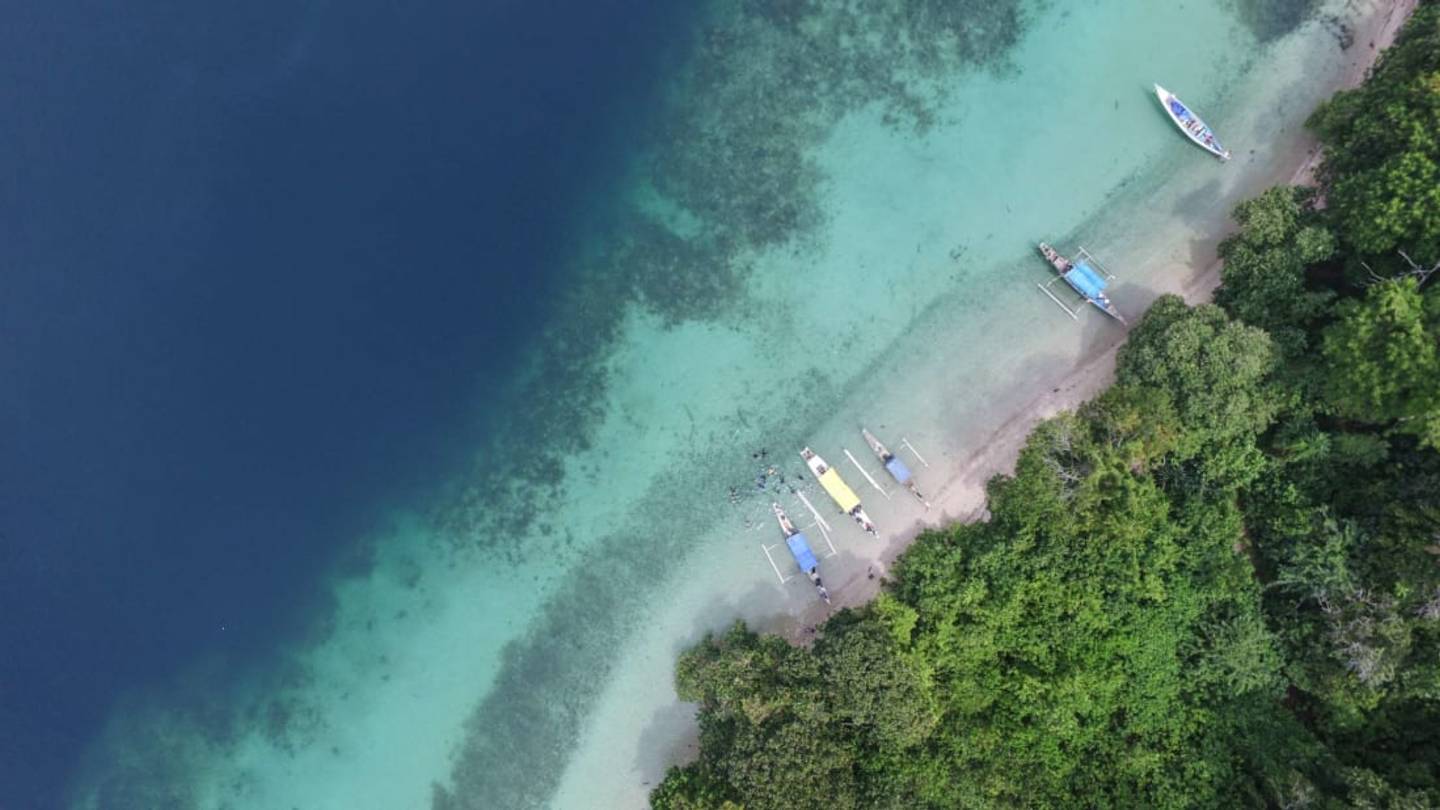 10 New Bird Species and Subspecies Discovered on Indonesian Islands