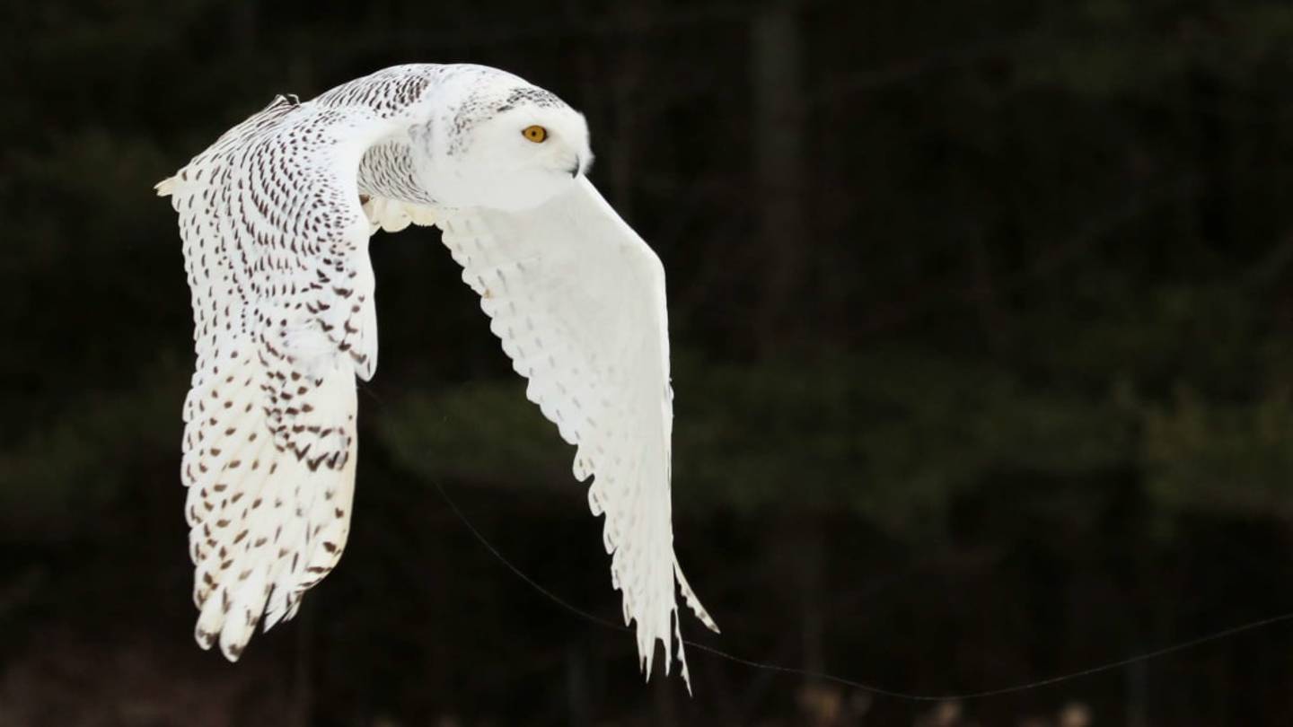 Arctic Snowy Owls Are Descending on DetroitâHereâs Why