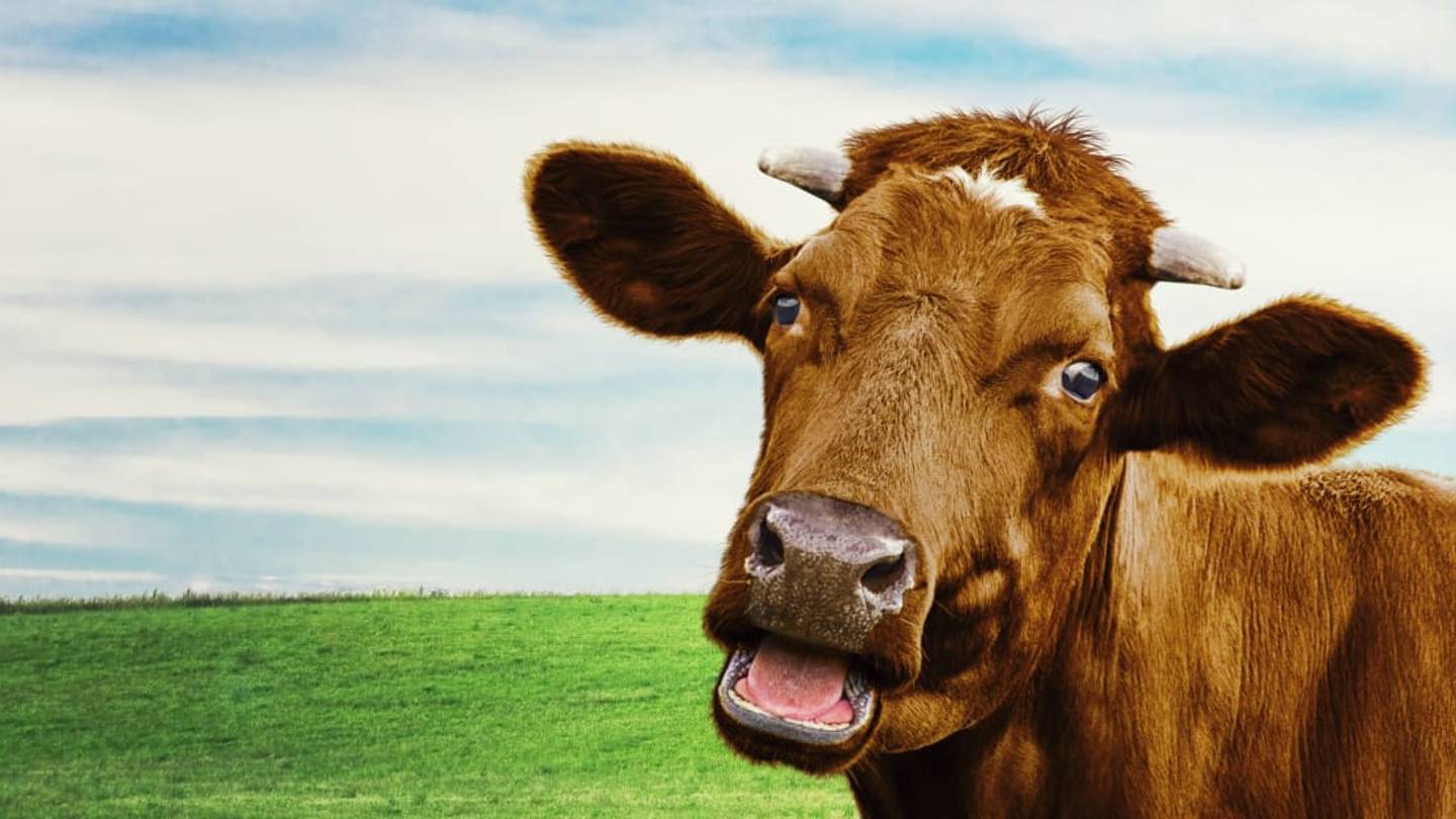 Good Moos: Science Says Cows Have Unique Voices