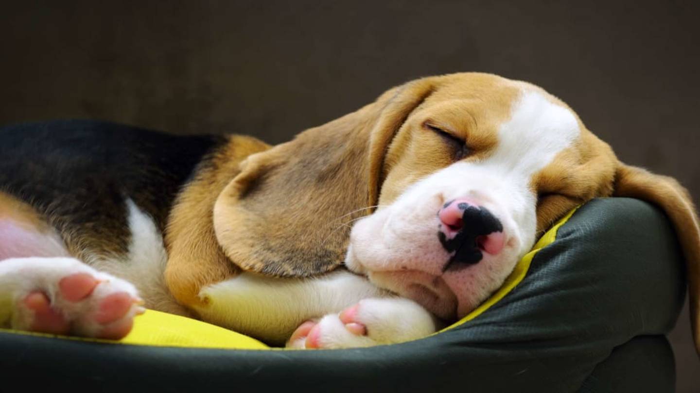 The Reason Dogs Twitch in Their Sleep