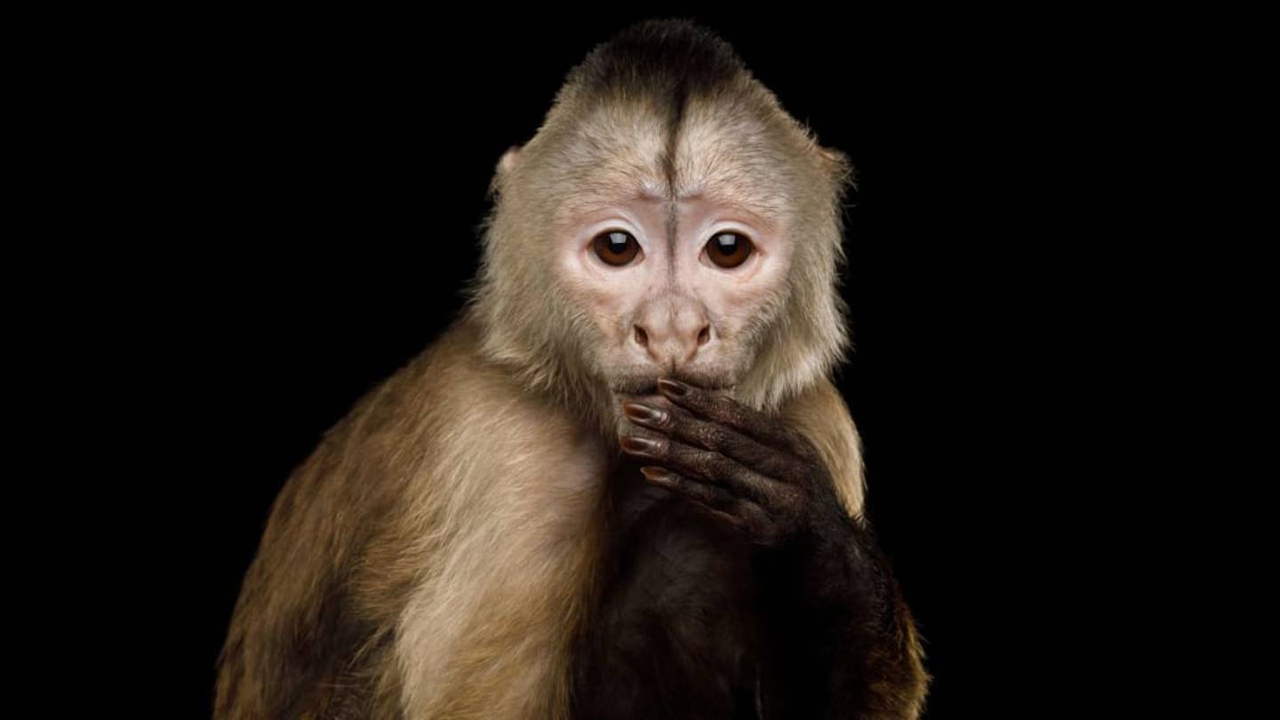A Monkey Is On the Loose in Galveston, TexasâFor the Second Time