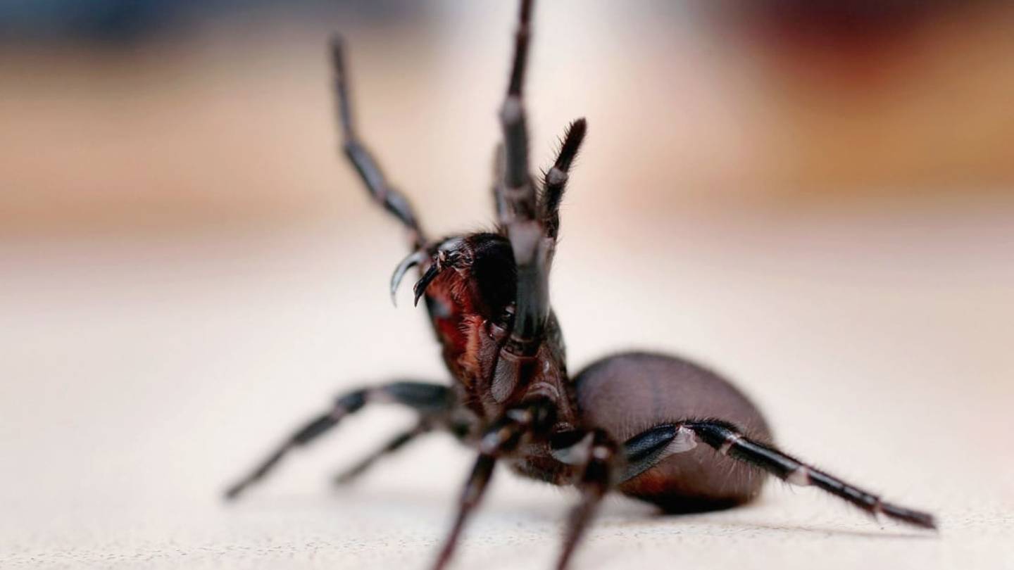 One of the Worldâs Most Dangerous Spiders Could Invade Homes after Australia's Recent Rainfall