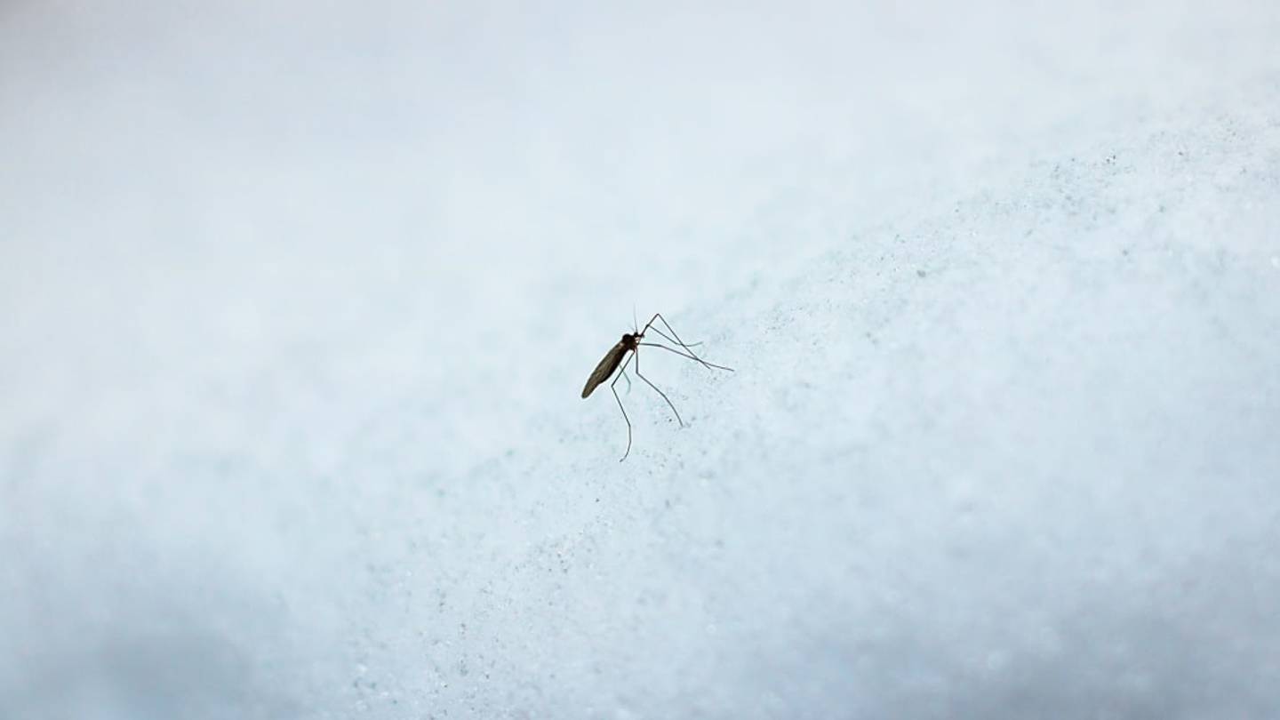What Happens to Mosquitoes in the Winter?